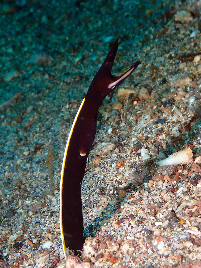 Ribbon Eel (Rhinomuraena quaesita) juvenile Pulau Abadi, Lembeh. Geotagged,Indonesia,Rhinomuraena quaesita,Ribbon eel,Spring