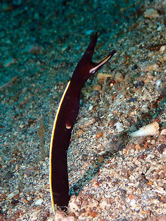 Ribbon Eel (Rhinomuraena quaesita) juvenile Pulau Abadi, Lembeh. Geotagged,Indonesia,Rhinomuraena quaesita,Ribbon eel,Spring