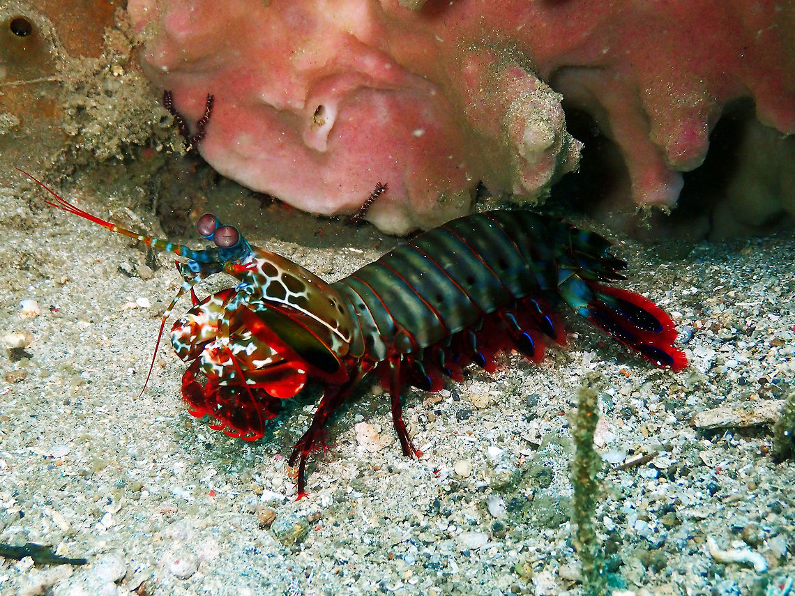 Peacock mantis shrimp (Odontodactylus scyllarus) Pulau Abadi, Lembeh. Geotagged,Indonesia,Odontodactylus scyllarus,Peacock mantis shrimp,Spring