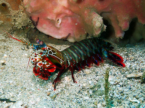 Peacock mantis shrimp (Odontodactylus scyllarus) Pulau Abadi, Lembeh. Geotagged,Indonesia,Odontodactylus scyllarus,Peacock mantis shrimp,Spring