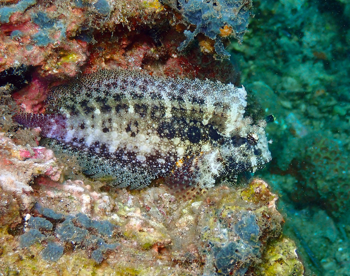 Seram Blenny (Salarias ceramensis) Pulau Abadi, Lembeh. Geotagged,Indonesia,Salarias ceramensis,Seram Blenny,Spring