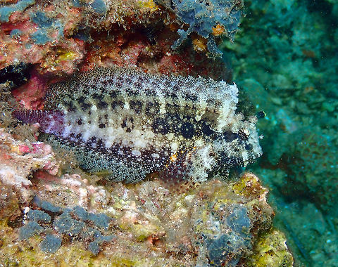 Seram Blenny (Salarias ceramensis) Pulau Abadi, Lembeh. Geotagged,Indonesia,Salarias ceramensis,Seram Blenny,Spring