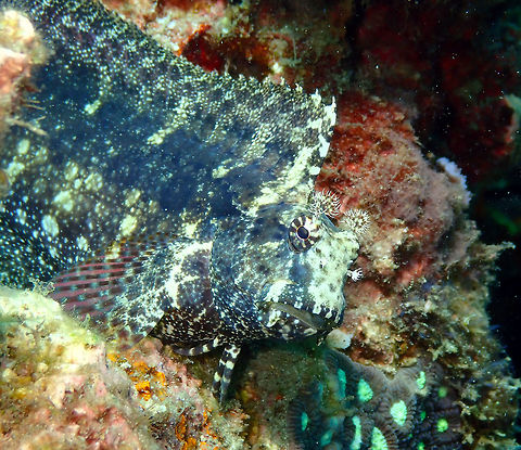 Seram Blenny (Salarias ceramensis) Pulau Abadi, Lembeh. A close up of the same blenny as in previous posting. Look at those pretty eyebrow antennae pom-poms! Geotagged,Indonesia,Salarias ceramensis,Seram Blenny,Spring