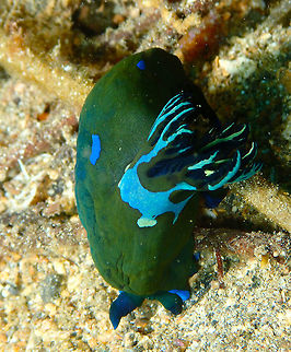 Gloomy Nudibranch (Tambja morosa) Pulau Abadi, Lembeh. Another colorful Tambja enjoying the current... Geotagged,Gloomy Nudibranch,Indonesia,Spring,Tambja morosa