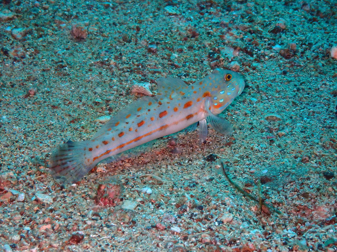 Orange-spotted sleeper-goby (Valenciennea puellaris) Pulau Abadi, Lembeh. Geotagged,Indonesia,Orange-spotted sleeper-goby,Spring,Valenciennea puellaris