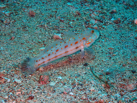 Orange-spotted sleeper-goby (Valenciennea puellaris) Pulau Abadi, Lembeh. Geotagged,Indonesia,Orange-spotted sleeper-goby,Spring,Valenciennea puellaris