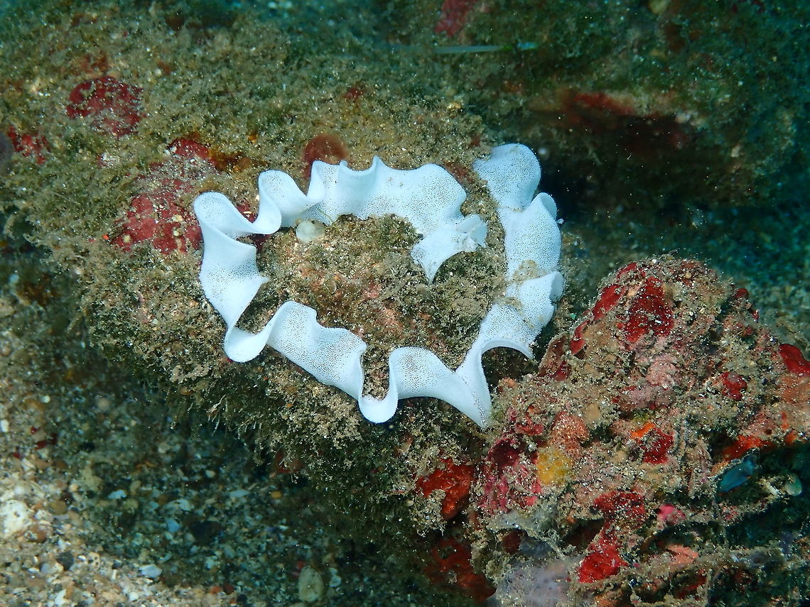 Nudibranch eggs Pulau Abadi, Lembeh. Most likely Tambja sp. egg, given the abundance of this genus in this dive site. Geotagged,Indonesia,Lembeh,Spring,Tambja,eggs,nudibranch