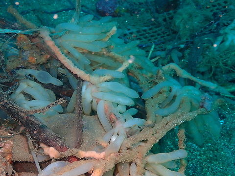 Bigfin reef squid (Sepioteuthis lessoniana) eggs Pulau Abadi, Lembeh. Bigfin reef squid,Geotagged,Indonesia,Sepioteuthis lessoniana,Spring