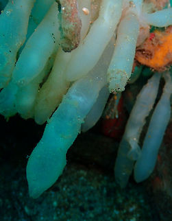 Bigfin reef squid (Sepioteuthis lessoniana) -baby inside egg case Pulau Abadi, Lembeh. Bigfin reef squid,Sepioteuthis lessoniana