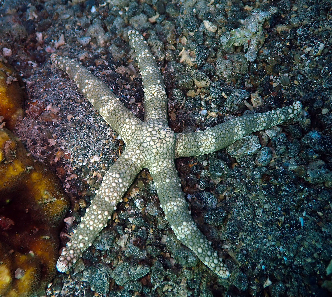 Nardoa tuberculata Tanjung Paudean, Lembeh. Is a full view of this starfish that i forgot to post earlier. Geotagged,Indonesia,Nardoa tuberculata,Spring