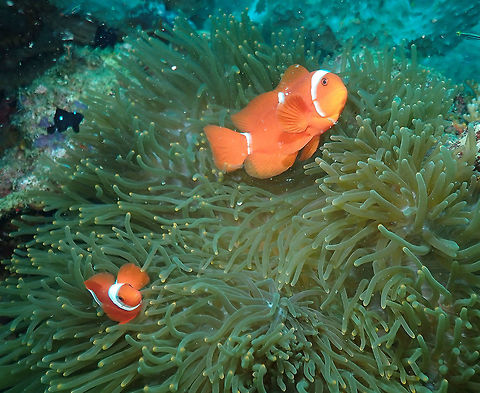 Spine-cheeked anemonefish (Premnas biaculeatus) Tanjung Paudean, Lembeh. Geotagged,Indonesia,Maroon clownfish,Premnas biaculeatus,Spring