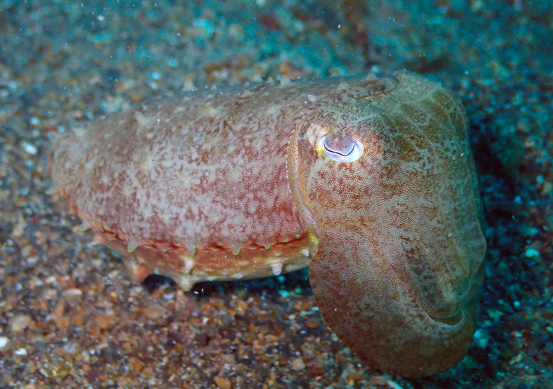 Broadclub cuttlefish (Sepia latimanus) Tanjung Paudean, Lembeh. Another of this beauty because she/he is a cutie :-) Broadclub cuttlefish,Geotagged,Indonesia,Sepia latimanus,Spring