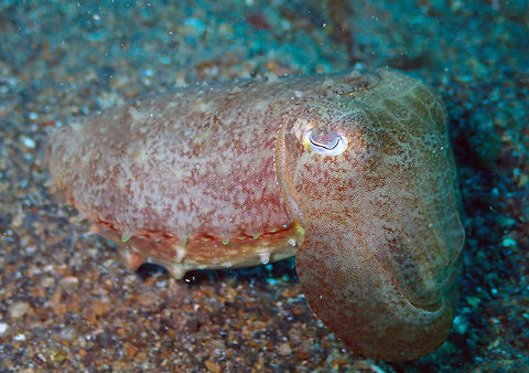 Broadclub cuttlefish (Sepia latimanus) Tanjung Paudean, Lembeh. Another of this beauty because she/he is a cutie :-) Broadclub cuttlefish,Geotagged,Indonesia,Sepia latimanus,Spring