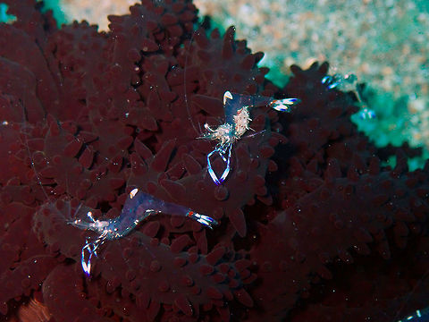 Holthui's Anemone Shrimp (Ancylomenes holthuisi) Tanjung Paudean, Lembeh. Although my first focus was on the shirmps now I deeply regret not to have made a full pic of the organism they were on. I did not see one like this again in the whole time I was in Lembeh and I now would like to know what it is: anemone, soft coral?? blackish colored...very unique! Ancylomenes holthuisi,Geotagged,Holthuis' Shrimp,Indonesia,Spring