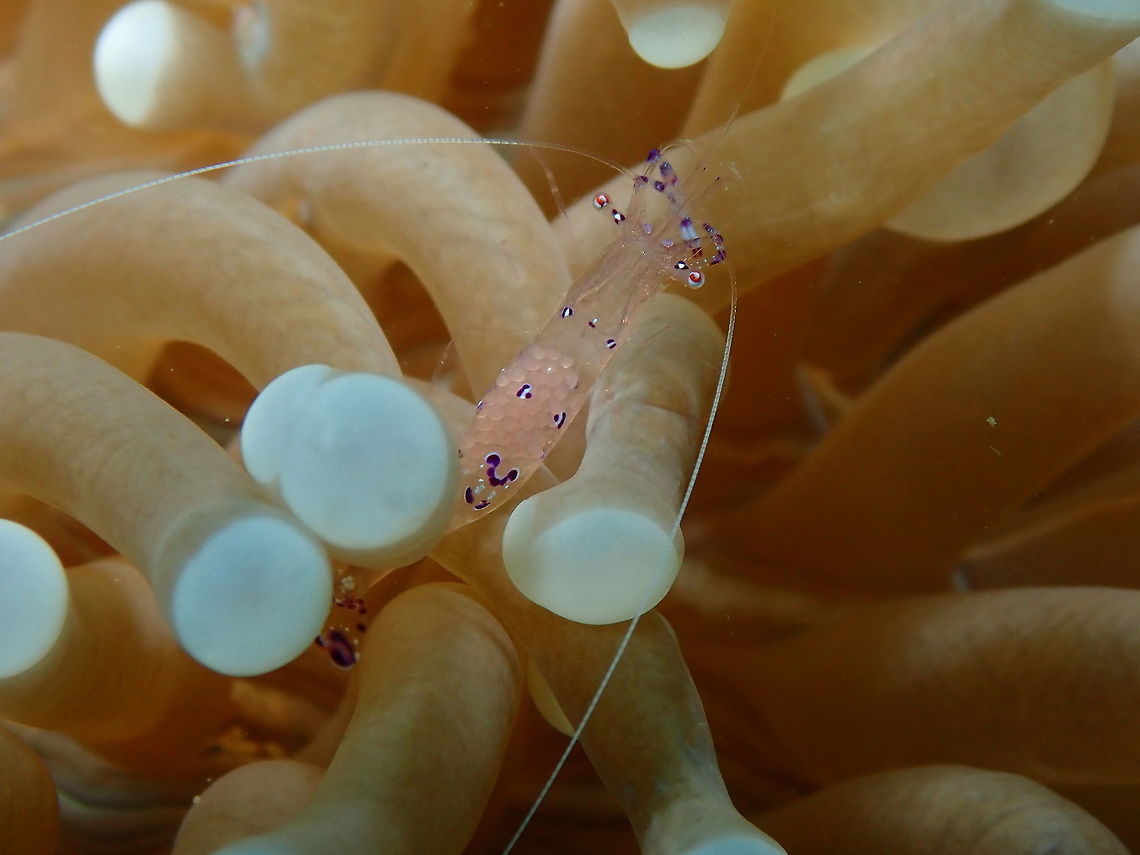 Saravasti's Anemone Shrimp (Periclimenes saravasti) Diver&#039;s Lodge House Reef, Lembeh. I know I posted other alike pics of this spotting but I just fin the shrimp so pretty with her soft pink pearly eggs inside that I could not resist to post just this last one pic :-) Geotagged,Indonesia,Periclimenes sarasvati,Sarasvati Anemone Shrimp,Spring