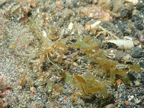 Decorator crab Kareko batu, Lembeh.
I have tried to find a species name for this decorator crab but so far no success!
So as is a master of camouflage I think it could go very well onto that list. If it was not for our dive guide we would have never spotted it as it uses pieces of green algae to mimic floating algae on the floor and guess what ...it largely succeeds! Camouflage,Decorator Crab,Geotagged,Indonesia,Lembeh,Spring,crab,mimicry