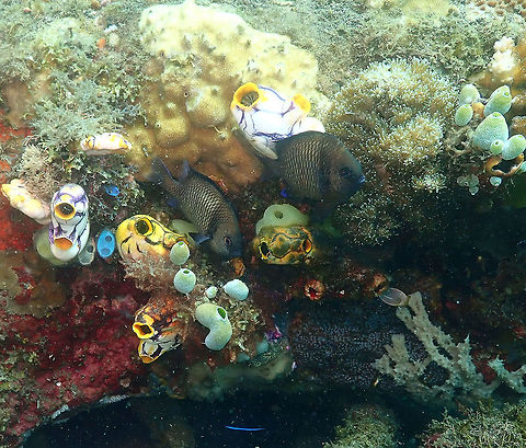 Reticulate dascyllus (Dascyllus reticulatus) Pantai parigi, Lembeh. They get darker when they get older. Dascyllus reticulatus,Geotagged,Indonesia,Spring,Two Stripe Damselfish