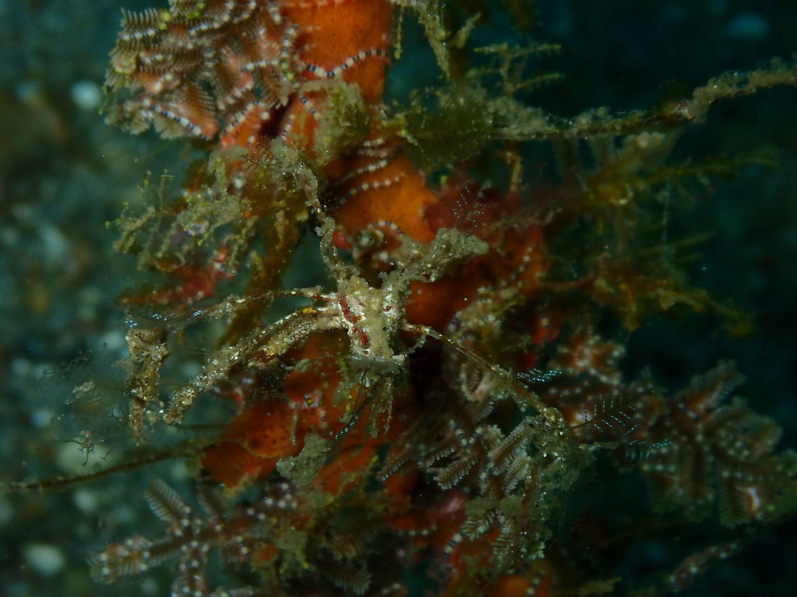 Hiastenus bispinosus Pantai Parigi, Lembeh. Another &quot;guess where the decorator crab is&quot; picture :-) Geotagged,Hyastenus bispinosus,Indonesia,Spring