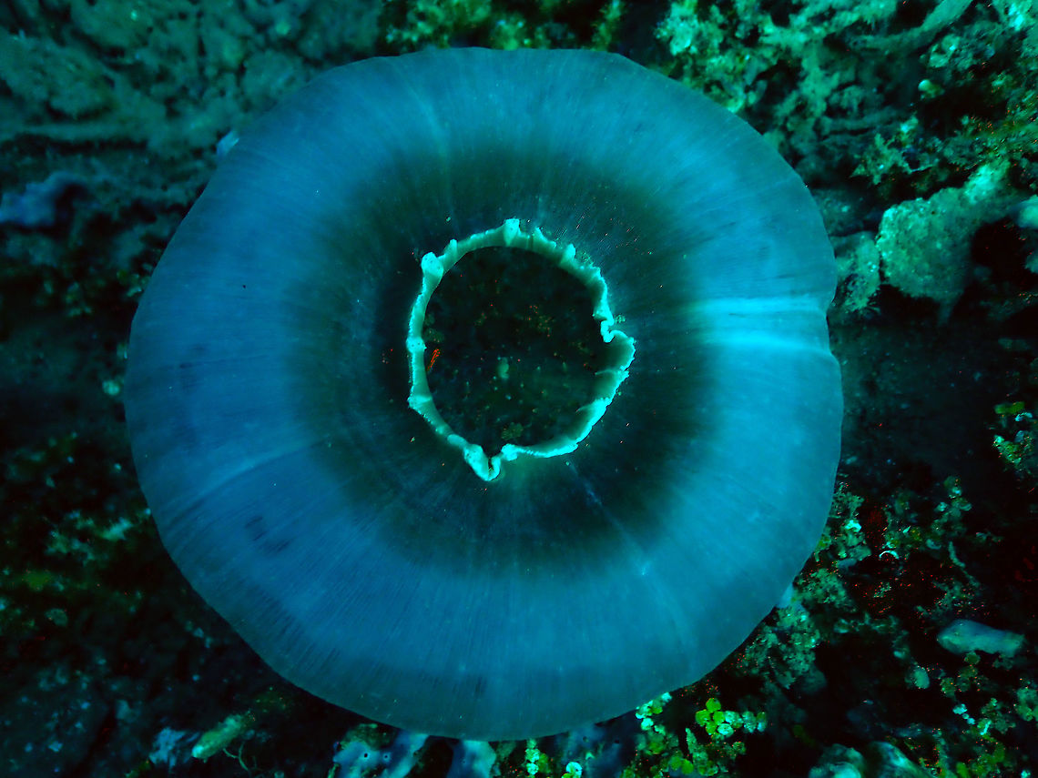 Elephant Anemone (Amplexidiscus fenestrafer) Tanjung Paudean, Lembeh.<br />
Also called Giant Cup Mushroom. Amplexidiscus fenestrafer,Elephant ear anemone,Geotagged,Indonesia,Spring