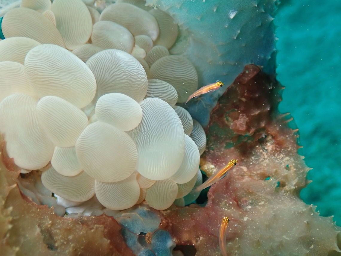 Bubble Coral (Plerogyra sinuosa) Tanjung Paudean, Lembeh. Geotagged,Indonesia,Plerogyra sinuosa,Spring