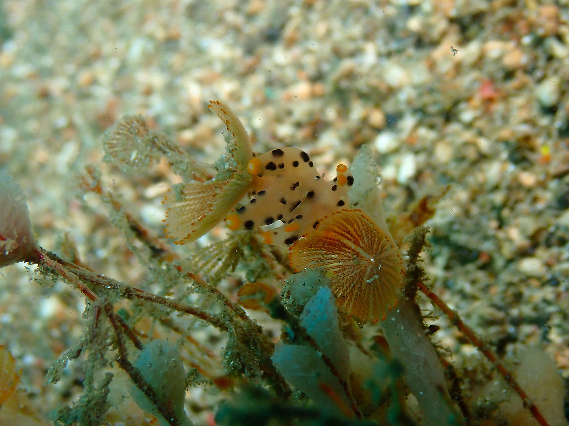 Thecacera nudibranch feeding on bryozoa Caulibugula inermis Pulau Abadi, Lembeh.<br />
Nudibranchs &quot;steal&quot; their urticant nematocysts from hydroids and bryozoans, while feeding on them. See this cool movie about it: <br />
<section class="video"><iframe width="448" height="282" src="https://www.youtube-nocookie.com/embed/KLVfWKxtfow?hd=1&autoplay=0&rel=0" frameborder="0" allowfullscreen></iframe></section> Bryozoan Caulibugula,Caulibugula inermis,Geotagged,Indonesia,Spring