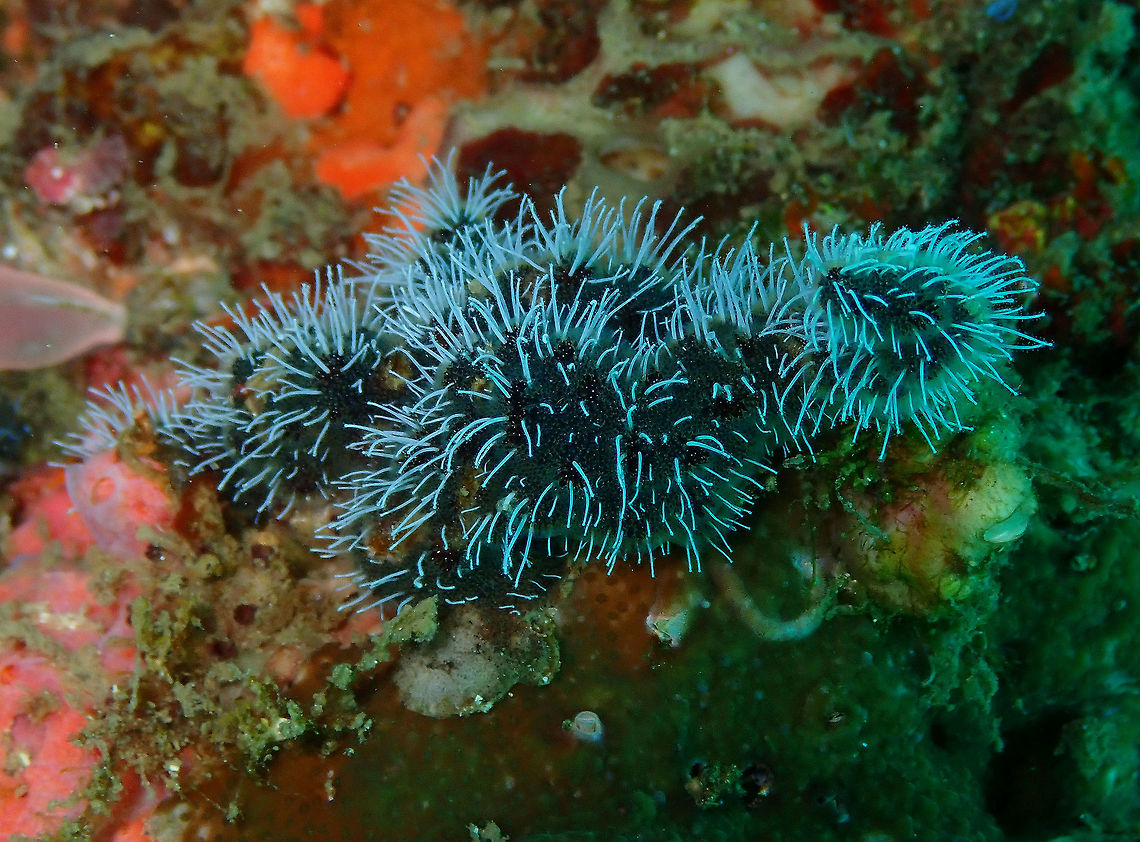 Zanclea divergens hydroid with Celleporaria sibogae bryozoan Kapal indah, Lembeh. Zanclea are the white filaments coming out of the darker bryozoan colony of Celleporaria sibogae. Zanclea polyps on the bryozoan Celleporaria sting small predators and adjacent competitors, helping Celleporaria to survive and to grow over competing species. This mutualism enables the two species to cover a larger area than they could individually (<a href="https://repository.si.edu/bitstream/handle/10088/3319/Osman_1981_Science.pdf?sequence=1&amp;isAllowed=y)" rel="nofollow">https://repository.si.edu/bitstream/handle/10088/3319/Osman_1981_Science.pdf?sequence=1&amp;isAllowed=y)</a>.<br />
 Geotagged,Indonesia,Spring,Zanclea Hydroid,Zanclea divergens