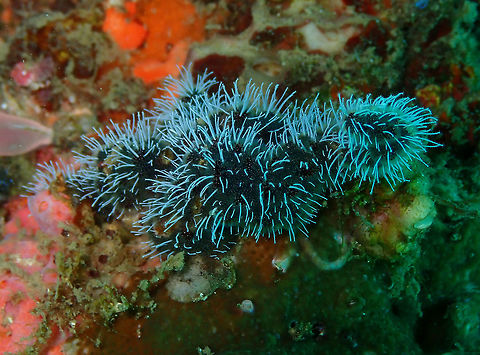 Zanclea divergens hydroid with Celleporaria sibogae bryozoan Kapal indah, Lembeh. Zanclea are the white filaments coming out of the darker bryozoan colony of Celleporaria sibogae. Zanclea polyps on the bryozoan Celleporaria sting small predators and adjacent competitors, helping Celleporaria to survive and to grow over competing species. This mutualism enables the two species to cover a larger area than they could individually (https://repository.si.edu/bitstream/handle/10088/3319/Osman_1981_Science.pdf?sequence=1&isAllowed=y).
 Geotagged,Indonesia,Spring,Zanclea Hydroid,Zanclea divergens