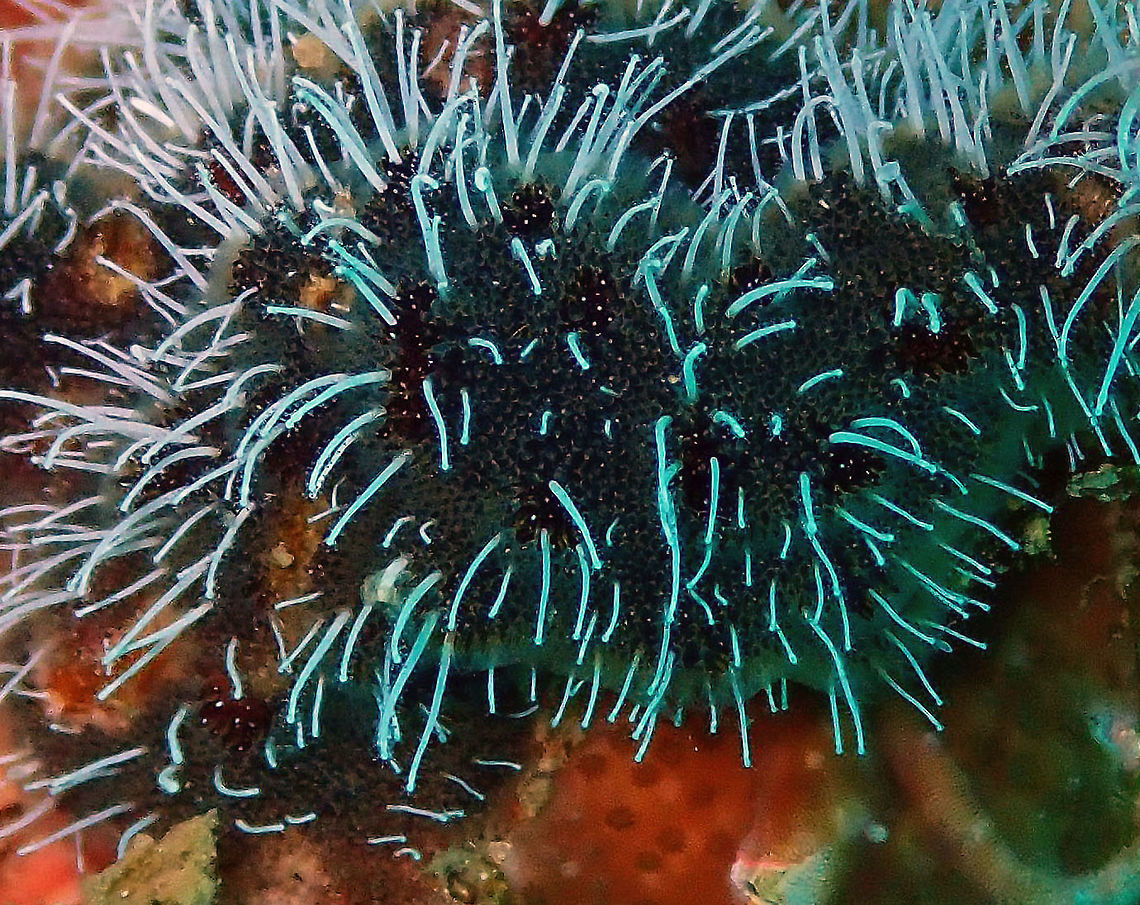 Celleporaria sibogae bryozoan Kapal Indah, Lembeh. It is the brownish dark green sponge-like organism. In reality is composed of hundreds of tiny bryozoan polyps. Symbiotic with the hydroid Zanclea divergens (the white filaments extruding from the colony). Bryozoan Celleporaria,Celleporaria sibogae,Geotagged,Indonesia,Spring