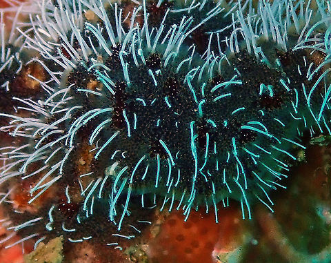 Celleporaria sibogae bryozoan Kapal Indah, Lembeh. It is the brownish dark green sponge-like organism. In reality is composed of hundreds of tiny bryozoan polyps. Symbiotic with the hydroid Zanclea divergens (the white filaments extruding from the colony). Bryozoan Celleporaria,Celleporaria sibogae,Geotagged,Indonesia,Spring