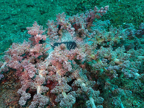 Actinodendron glomeratum Bianca, Lembeh. One of several species of Hell's Fire Anemones. It can deliver a painful sting, so is a real touch-me-not. Actinodendron glomeratum,Branching Anemone,Geotagged,Indonesia,Spring
