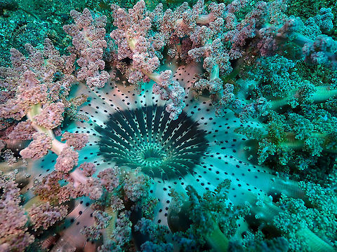Actinodendron glomeratum Bianca, Lembeh. Close-up of the mouth opening. Actinodendron glomeratum,Branching Anemone,Geotagged,Indonesia,Spring