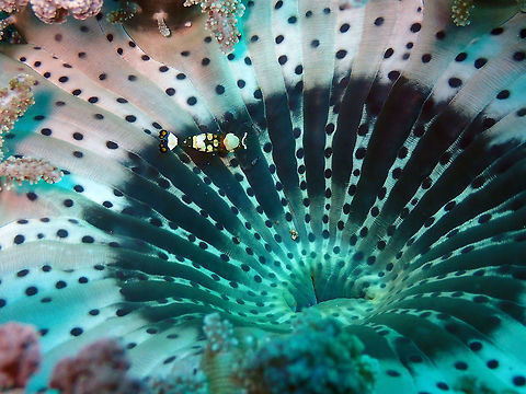Periclimenes brevicarpalis in Actinodendron glomeratum Bianca, Lembeh. As it usually happens, some organisms like shrimps are totally immune to the sting of these anemones so they can happily live on them and hide from predators in this host. Actinodendron glomeratum,Branching Anemone,Geotagged,Indonesia,Spring