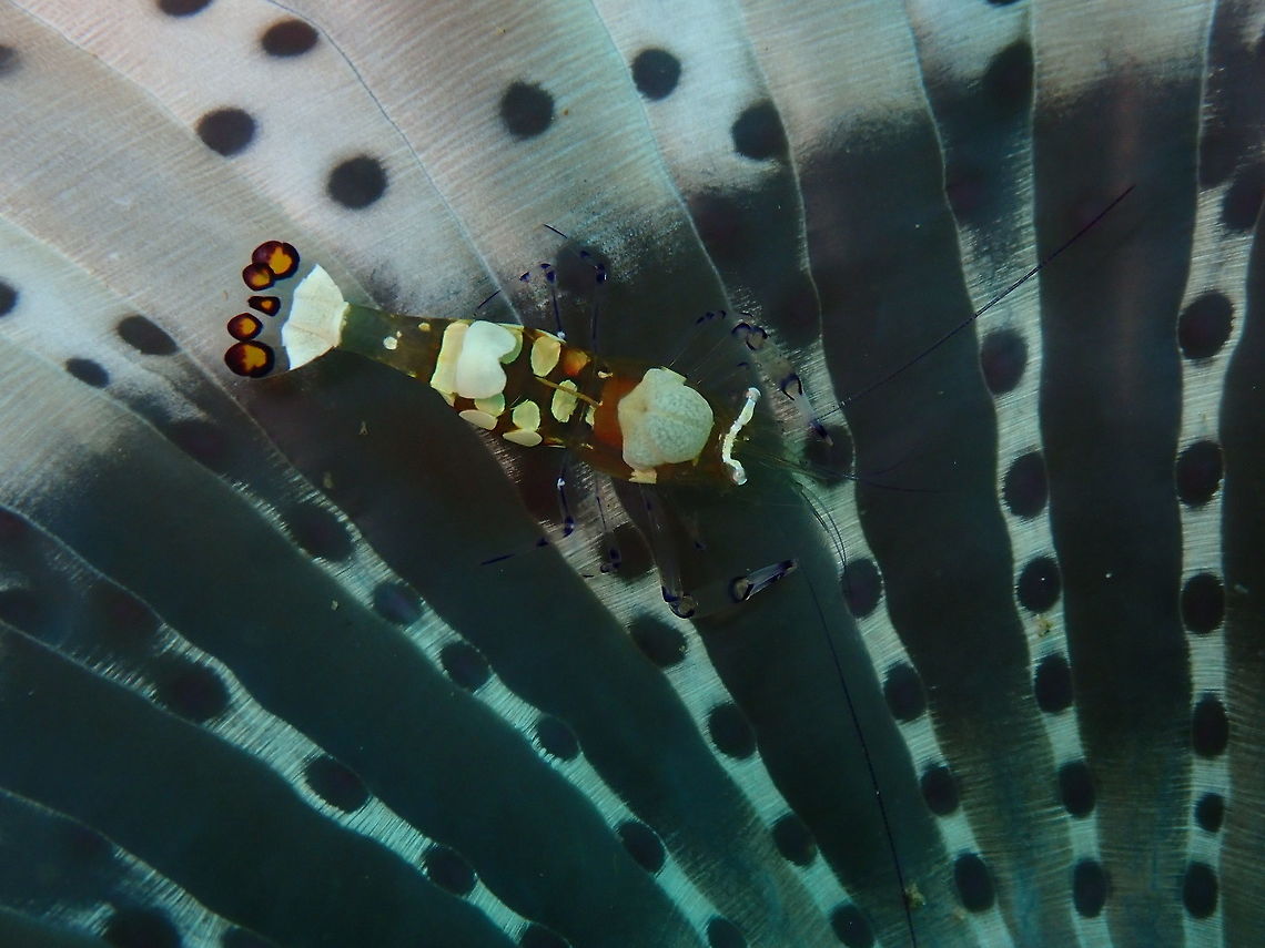 Periclimenes brevicarpalis female Bianca, lembeh. Apparently females are larger and have this brain-like thingy in their heads while the males do not show this organ. ....Haha, I know what you are thinking, male human! Glass Anemone Shrimp,Periclimenes brevicarpalis