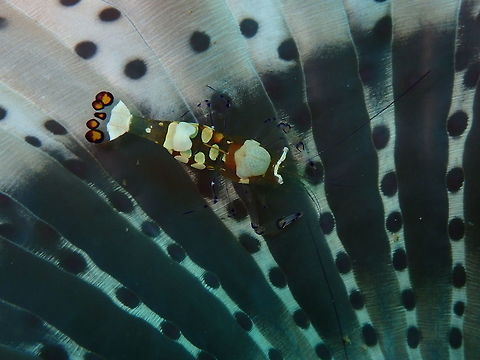Periclimenes brevicarpalis female Bianca, lembeh. Apparently females are larger and have this brain-like thingy in their heads while the males do not show this organ. ....Haha, I know what you are thinking, male human! Glass Anemone Shrimp,Periclimenes brevicarpalis