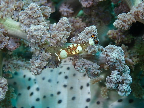 Periclimenes brevicarpalis female Bianca, Lembeh.
I did more research on the brain-like thingy in the head. it seems to in fact be an external carapace hump coloring with unknown function. It is thought that it may just be attractive to males...in this case it would be the first case in nature of males atracted to a "brainy" structure in the female :-D For more details:
https://seaunseen.com/pacific-clown-anemone-shrimp/
 Geotagged,Glass Anemone Shrimp,Indonesia,Periclimenes brevicarpalis,Spring