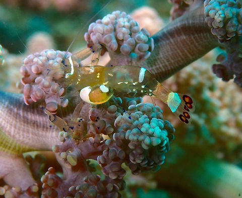 Periclimenes brevicarpalis male with Bopyridae parasite. Bianca, Lembeh.
This last of P. brevicarpalis pic saga is to show an example of Bopyridae parasite, lodged in the shrimp's gills.
See more info on this parasites here:
http://budak.blogs.com/the_annotated_budak/2007/07/anemone-shrimp.html
https://inverts.wallawalla.edu/Arthropoda/Crustacea/Malacostraca/Eumalacostraca/Peracarida/Isopoda/Epicaridea/Bopyroides_hippolytes.html
 Geotagged,Glass Anemone Shrimp,Indonesia,Periclimenes brevicarpalis,Spring