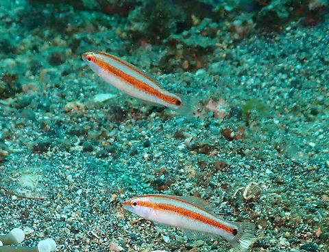 Orangeline Wrasse (Halichoeres hartzfeldii) - juvenile. Bianca, Lembeh. Geotagged,Halichoeres hartzfeldii,Hartzfeld's wrasse,Indonesia,Spring