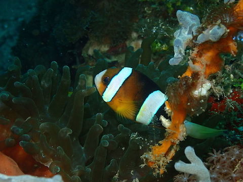 Clark's anemonefish (Amphiprion clarkii) Bianca, Lembeh. Amphiprion clarkii,Clarks Anemonefish,Geotagged,Indonesia,Spring