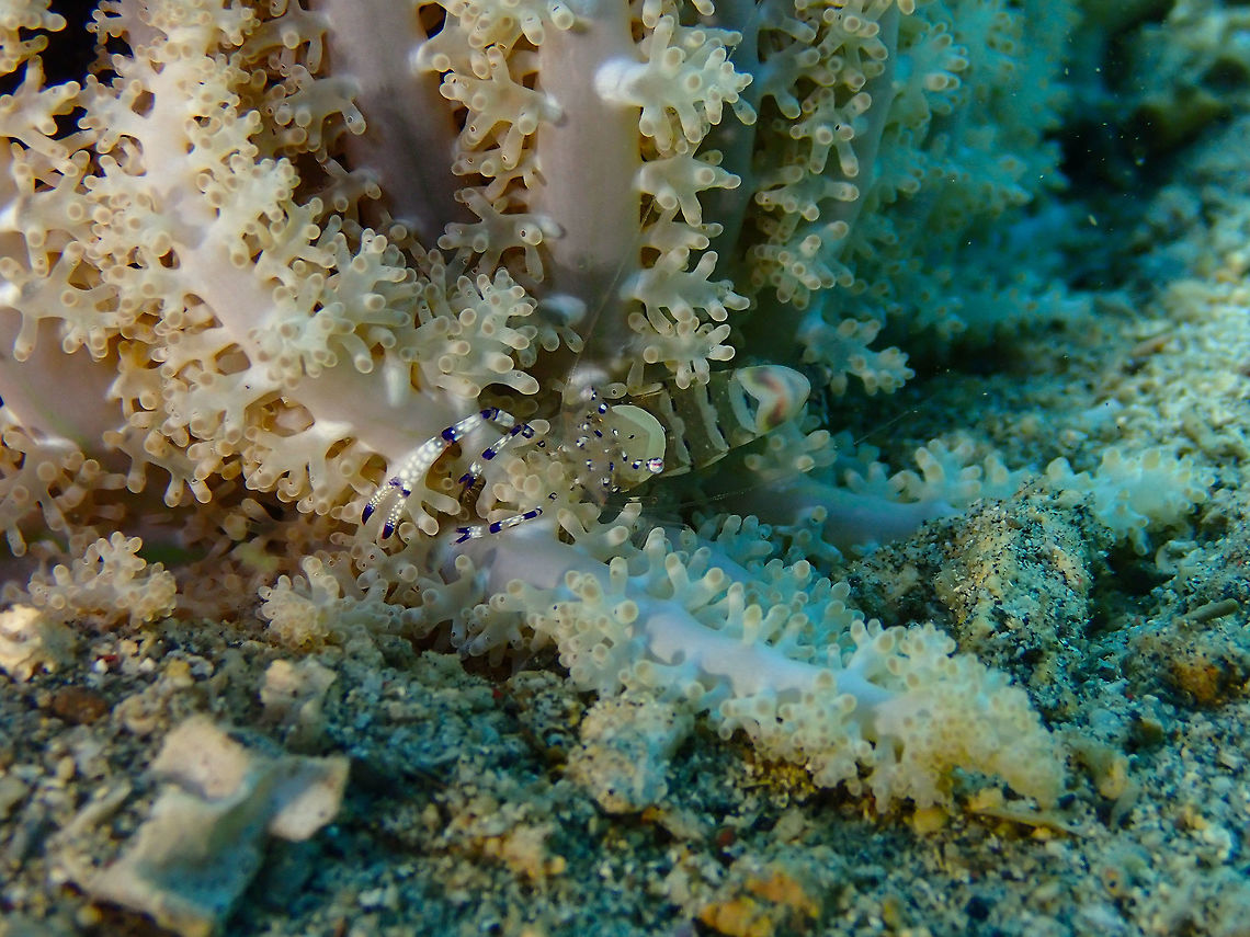 Graceful anemone shrimp (Ancylomenes venustus) Bianca, Lembeh. Ancylomenes venustus,Geotagged,Indonesia,Spring
