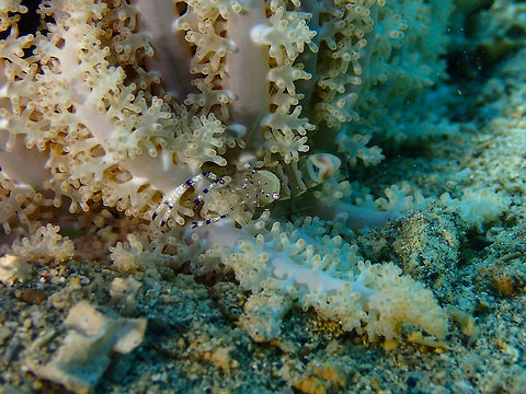 Graceful anemone shrimp (Ancylomenes venustus) Bianca, Lembeh. Ancylomenes venustus,Geotagged,Indonesia,Spring