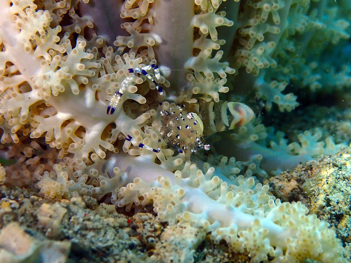 Graceful anemone shrimp (Ancylomenes venustus) Bianca, Lembeh. Close up of the same shrimp as in previous posting. Ancylomenes venustus,Geotagged,Indonesia,Spring