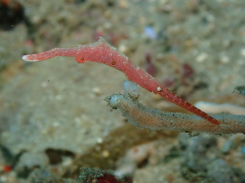 Ocellated Tozeuma Shrimp (Tozeuma lanceolatum) Bianca, Lembeh. Geotagged,Indonesia,Ocellated Tozeuma Shrimp,Spring,Tozeuma lanceolatum