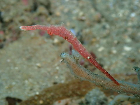 Ocellated Tozeuma Shrimp (Tozeuma lanceolatum) Bianca, Lembeh. Same shrimp as in previous posting with slightly different position. Geotagged,Indonesia,Ocellated Tozeuma Shrimp,Spring,Tozeuma lanceolatum