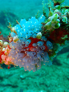 Clavelina cyclus Bianca, Lembeh. Clavelina Tunicate,Clavelina cyclus,Geotagged,Indonesia,Spring