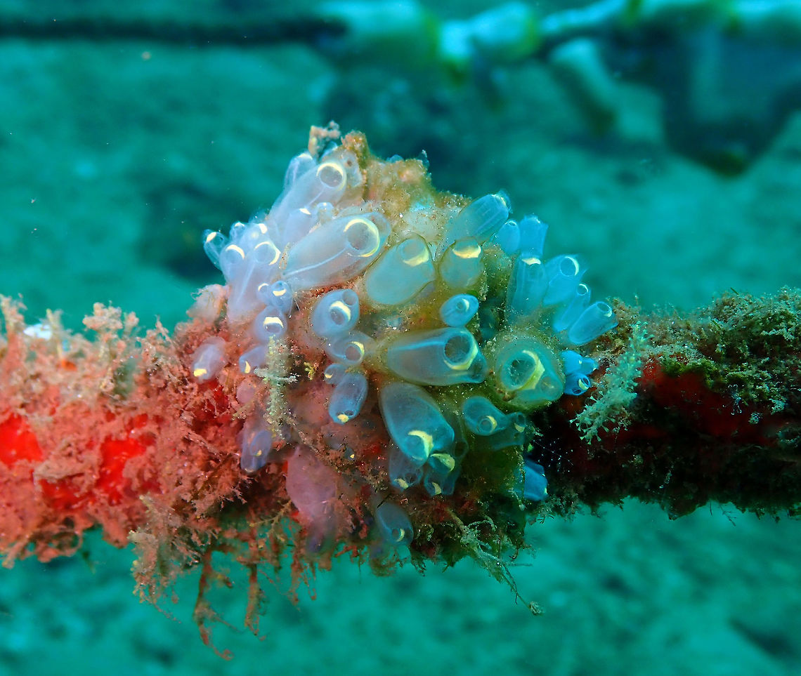 Clavelina cyclus Bianca, Lembeh.<br />
I am still trying to figure out what is the thing in the left side on top of the Clavelinas. Not sure if is just a hydroid branch or is in fact some sort of weird shrimp or crab. Everything is possible in Lembeh! Clavelina Tunicate,Clavelina cyclus,Geotagged,Indonesia,Spring