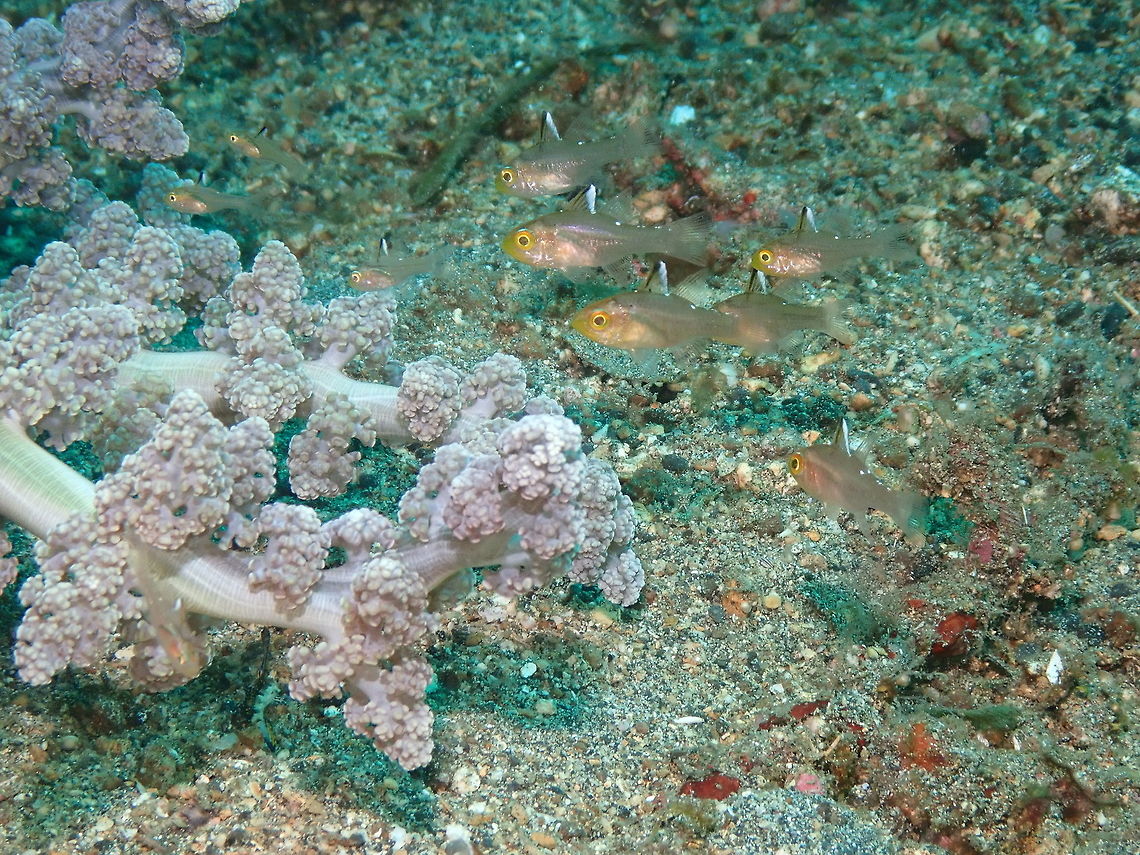 Apogon hoevenii - Frostfin Cardinalfish Bianca, Lembeh. Frostfin Cardinalfish,Geotagged,Indonesia,Ostorhinchus hoevenii,Spring