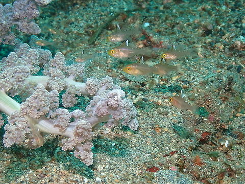 Apogon hoevenii - Frostfin Cardinalfish Bianca, Lembeh. Frostfin Cardinalfish,Geotagged,Indonesia,Ostorhinchus hoevenii,Spring