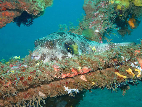 Arothron hispidus-White-Spotted Puffer Bianca, Lembeh. Arothron hispidus,Geotagged,Indonesia,Spring,White-spotted puffer