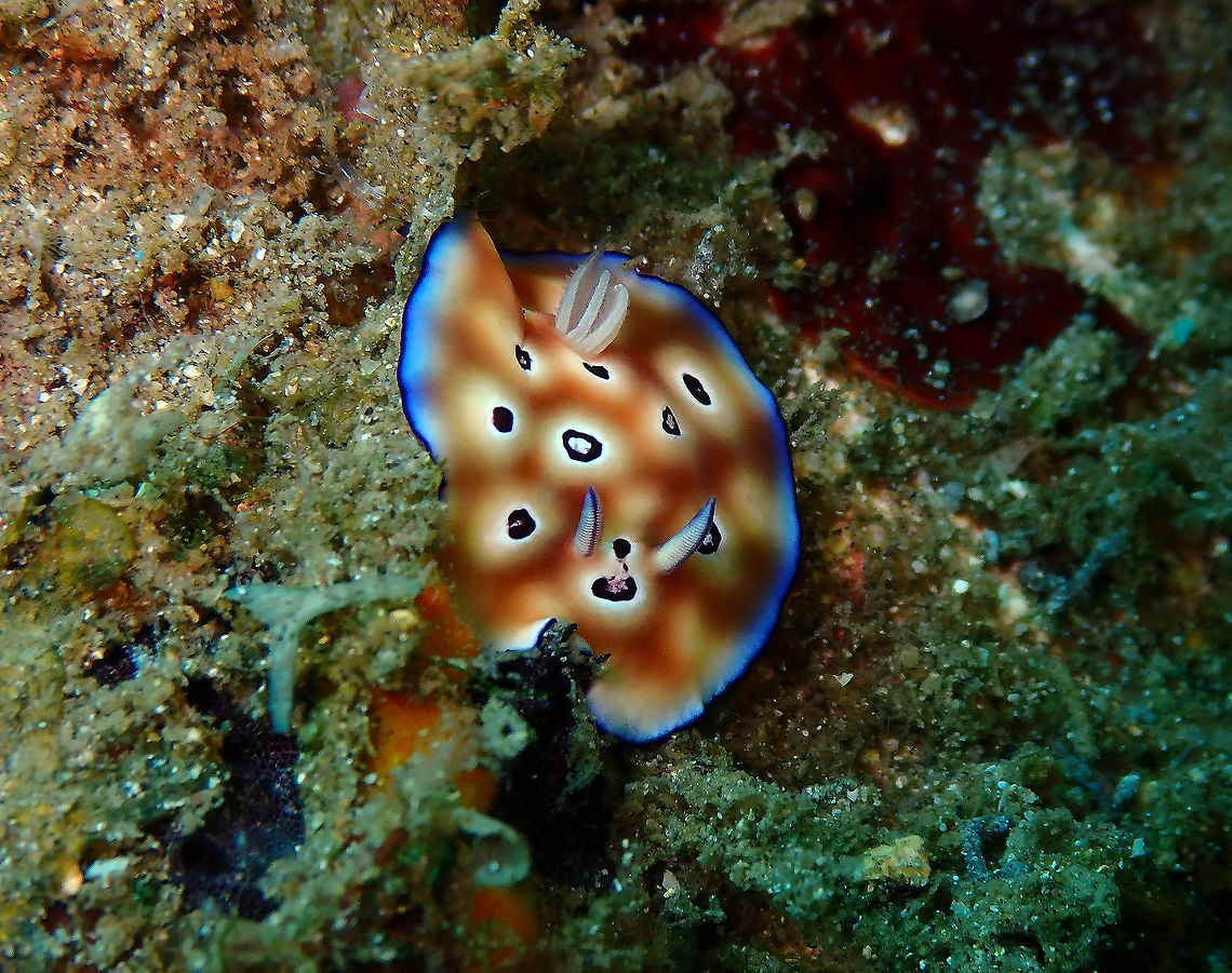 Goniobranchus leopardus Bianca, Lembeh. Geotagged,Goniobranchus leopardus,Indonesia,Spring