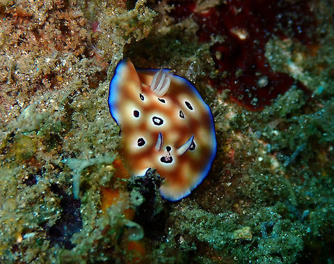 Goniobranchus leopardus Bianca, Lembeh. Geotagged,Goniobranchus leopardus,Indonesia,Spring